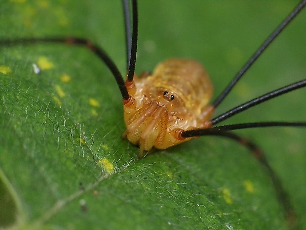 kosec okatý Rilaena triangularis