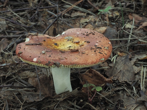 plávka veľká Russula intermedia P. Karst.