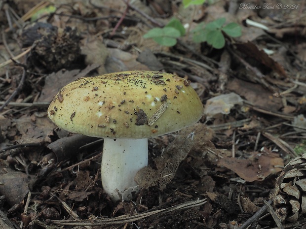 plávka Romellova Russula romellii Maire