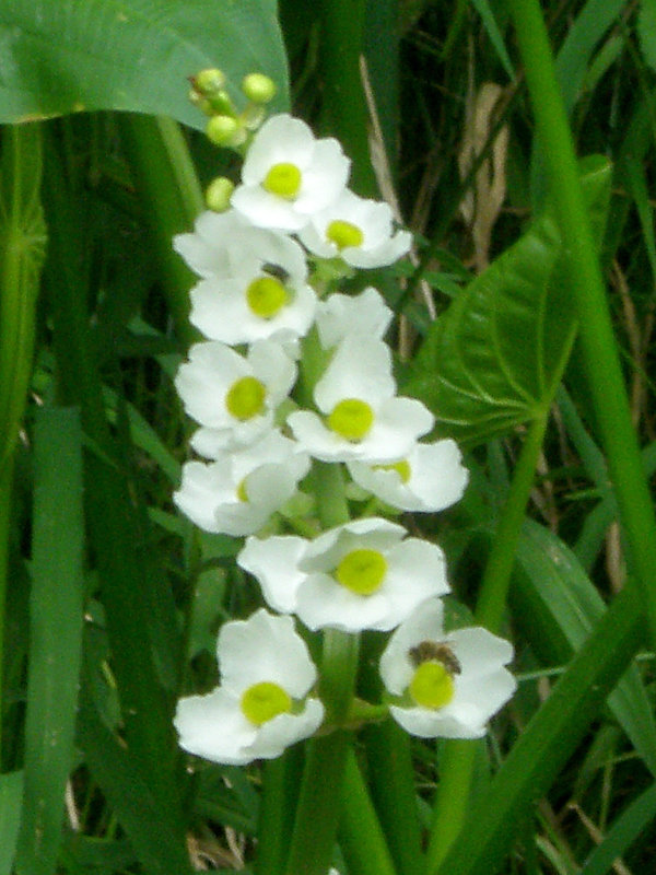 šípovka Sagittaria latifolia Willd.