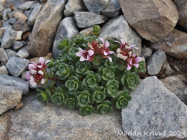 lomikameň Saxifraga × kochii Hornung