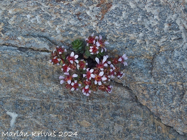 lomikameň Saxifraga biflora All.