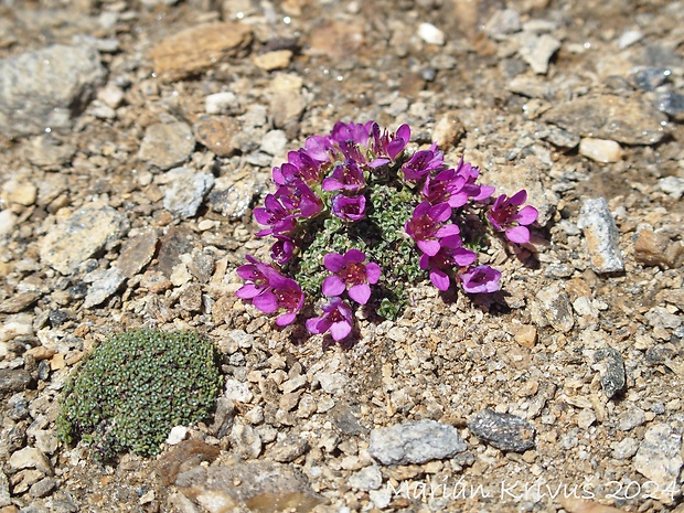 lomikameň protistojnolistý Saxifraga oppositifolia L.