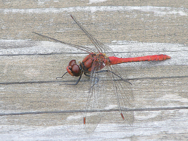 vážka červená - samček Sympetrum sanguineum  (Müller, 1764)