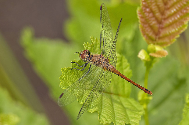 vážka červená ♀ Sympetrum sanguineum (Müller, 1764)