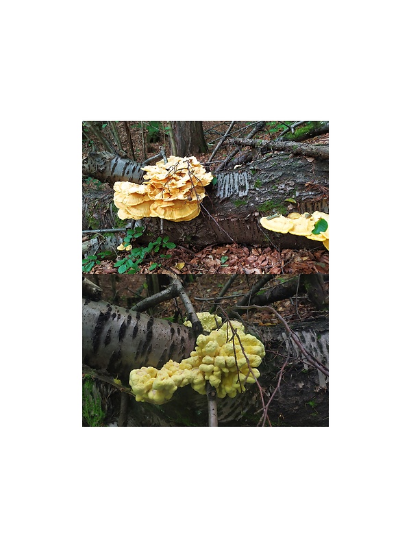 sírovec obyčajný Laetiporus sulphureus (Bull.) Murrill