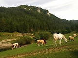 vrch Sokol, Ďurčanská dolina a koncert pre Tatanky🎸🎸🎸🐄🐂🐃🤣👍