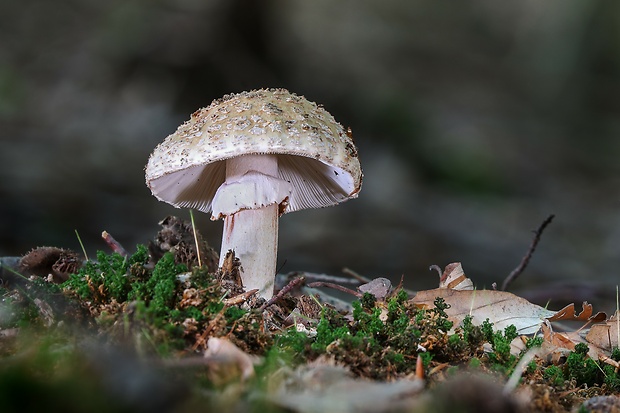 muchotrávka červenkastá Amanita rubescens Pers.