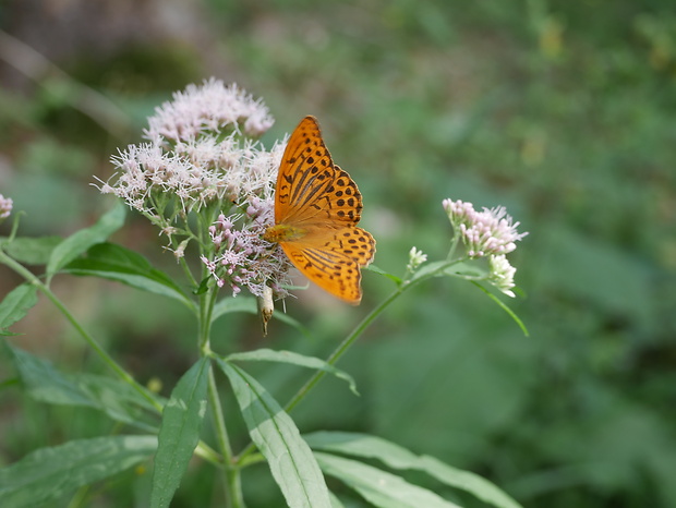 perlovec striebristopásavý Argynnis paphia