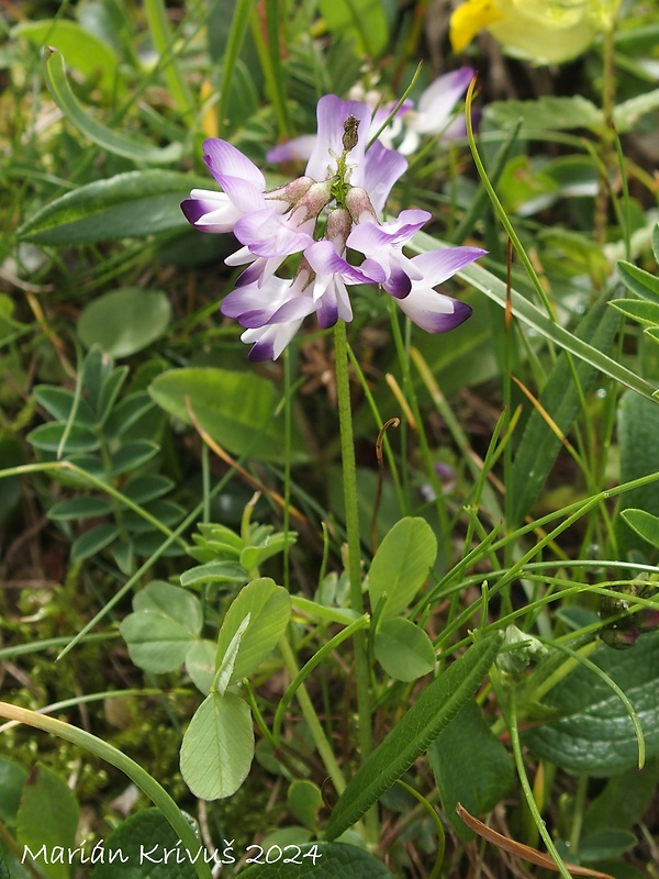 kozinec alpínsky Astragalus alpinus L.