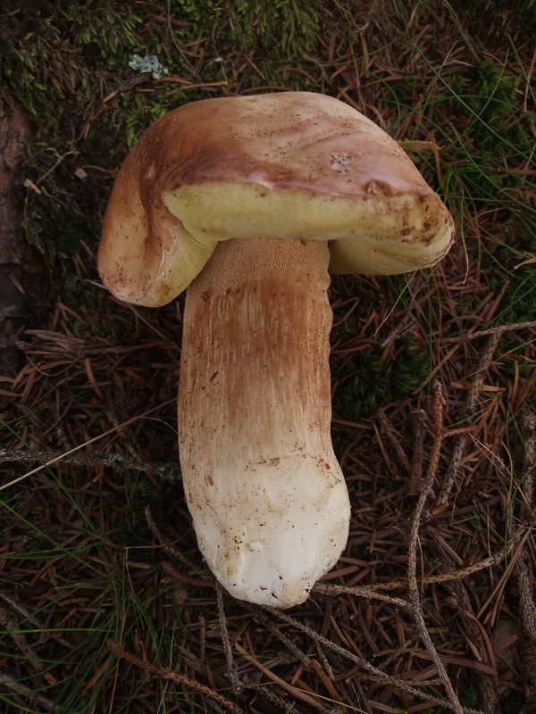 hríb smrekový Boletus edulis Bull.