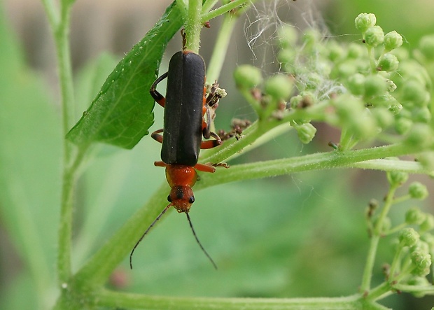 snehuľčík Cantharis livida