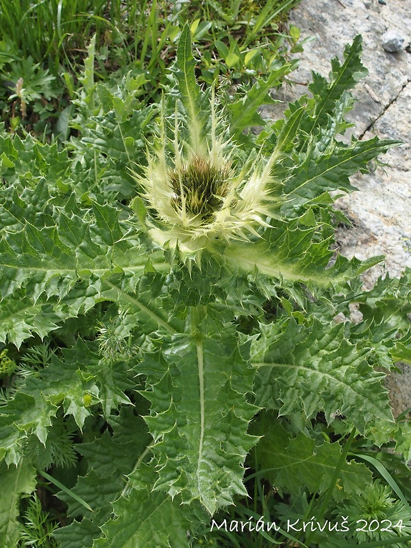 pichliač Cirsium spinosissimum (L.) Scop.