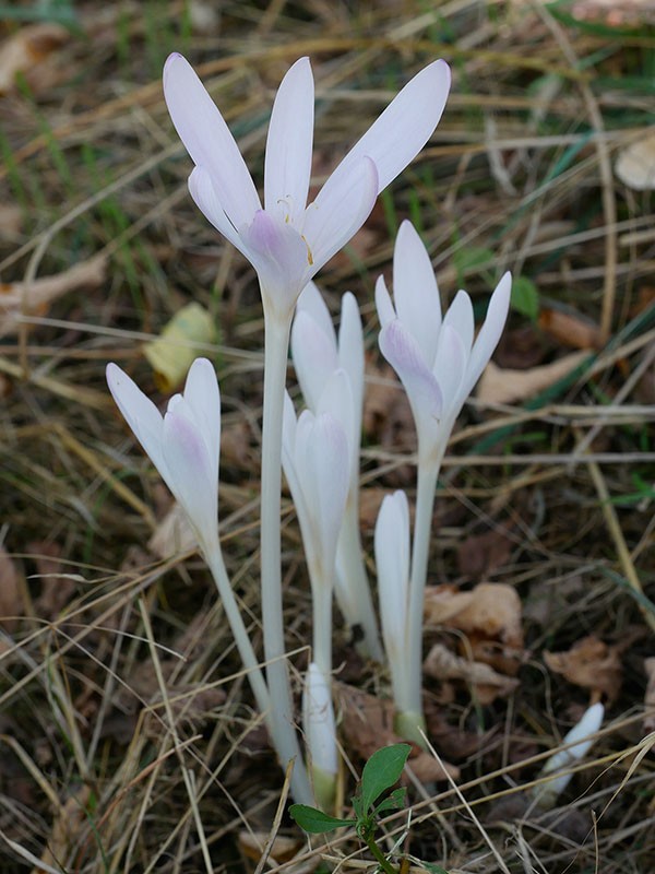 jesienka obyčajná Colchicum autumnale