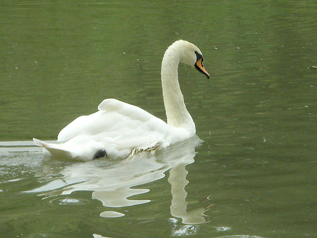 labuť hrbozobá Cygnus olor