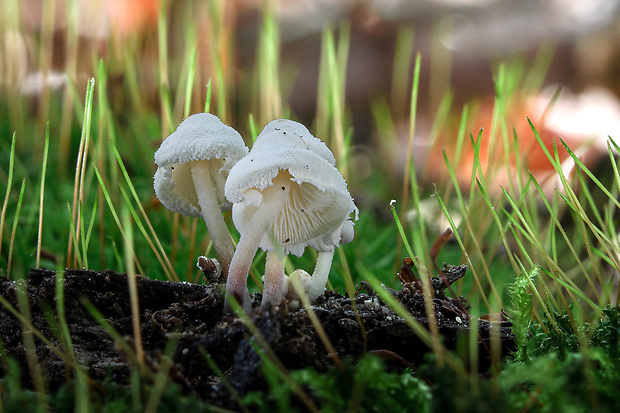 bedlička ligotavá Cystolepiota seminuda (Lasch) Bon