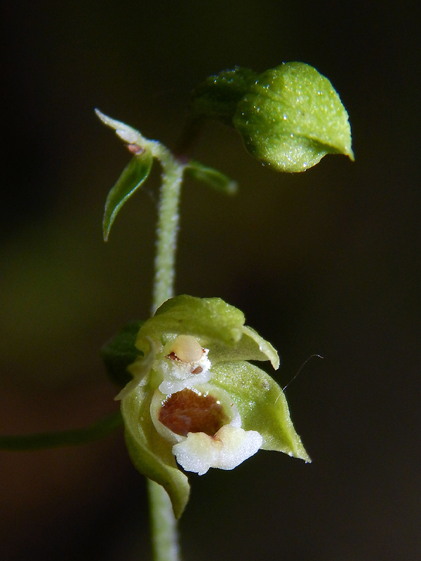 kruštík pontský Epipactis pontica Taubenheim