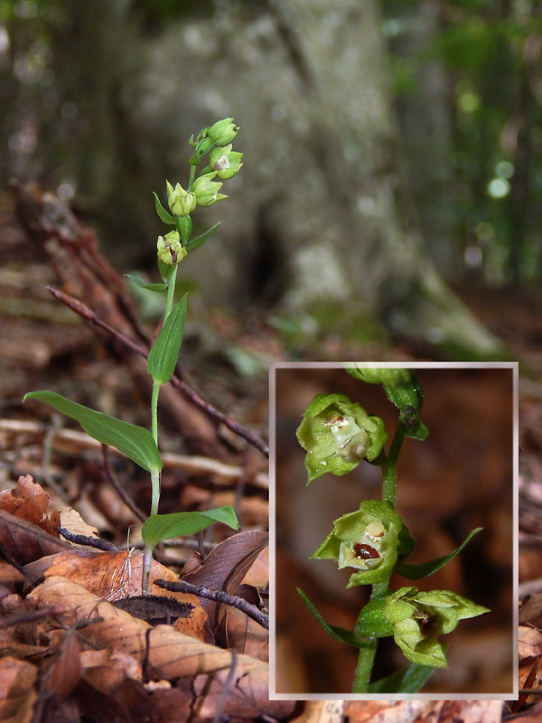 kruštík pontský Epipactis pontica Taubenheim