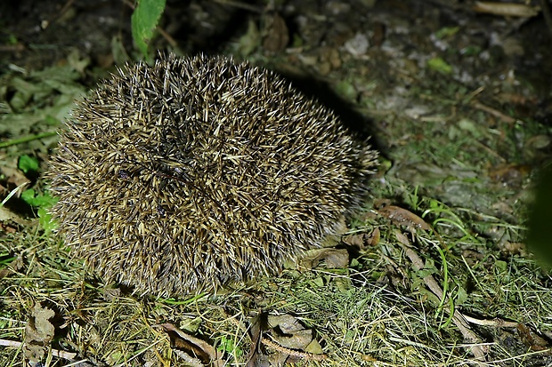 jež tmavý Erinaceus europaeus