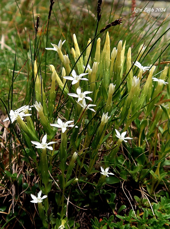 horec snežný Gentiana nivalis L.