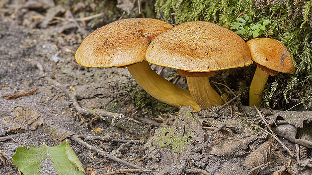 šupinovec nádherný Gymnopilus junonius (Fr.) P.D. Orton