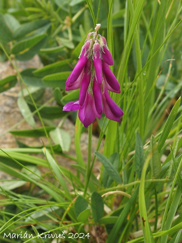 sekernica tmavá Hedysarum hedysaroides (L.) Schinz et Thell