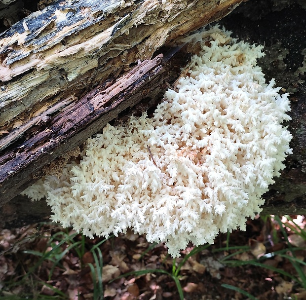 koralovec bukový Hericium coralloides (Scop.) Pers.