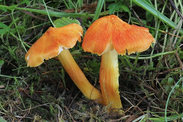 lúčnica ohnivá Hygrocybe intermedia (Pass.) Fayod