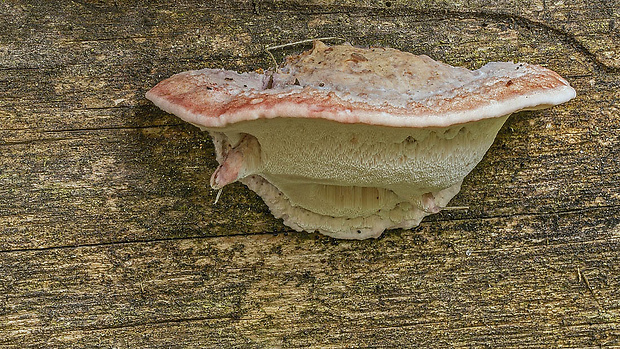 tvarohovček fialovejúci Leptoporus mollis (Pers.) Quél.