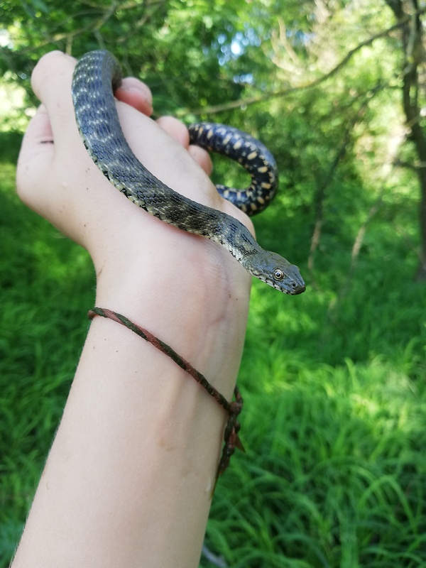 užovka fŕkaná  Natrix tesselata