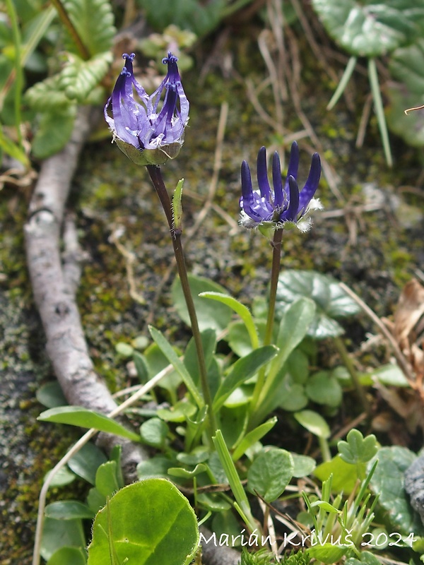 zerva Phyteuma globulariifolium Sternb. &amp; Hoppe