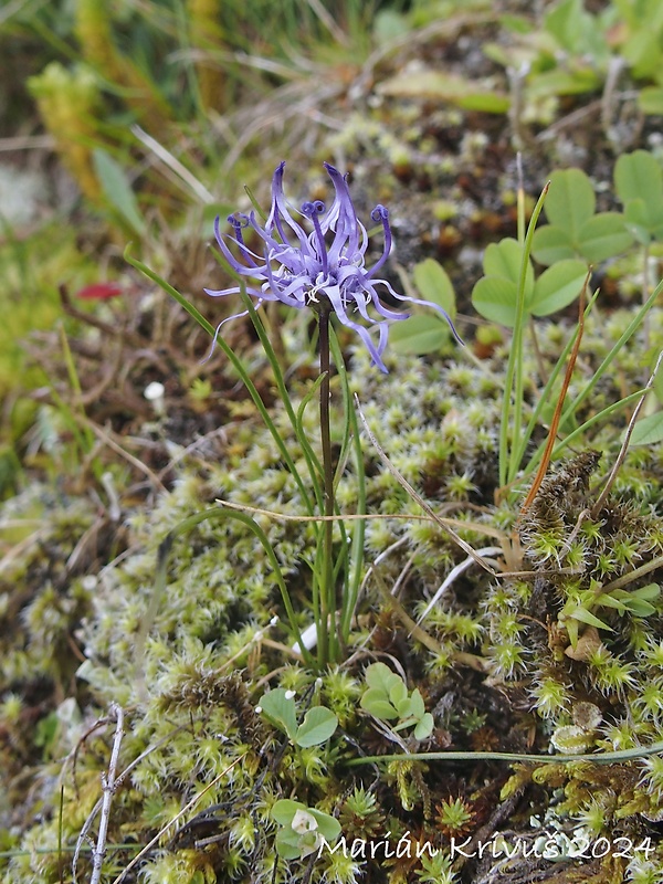 zerva Phyteuma hedraianthifolium Rich. Schulz