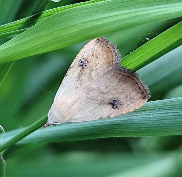 pamora trávová  Rivula sericealis