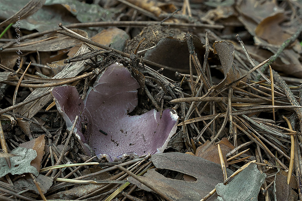 tulipánovka fialová Sarcosphaera coronaria (Jacq.) J. Schröt.