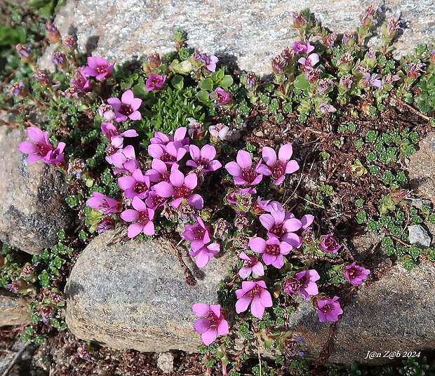 lomikameň protistojnolistý Saxifraga oppositifolia L.