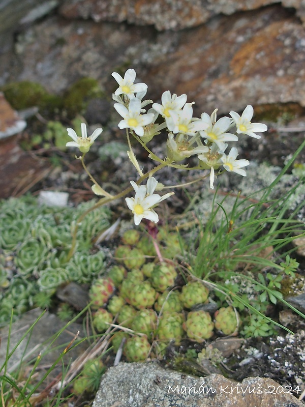 lomikameň metlinatý Saxifraga paniculata Mill.