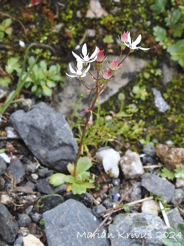 lomikameň Saxifraga stellaris L.