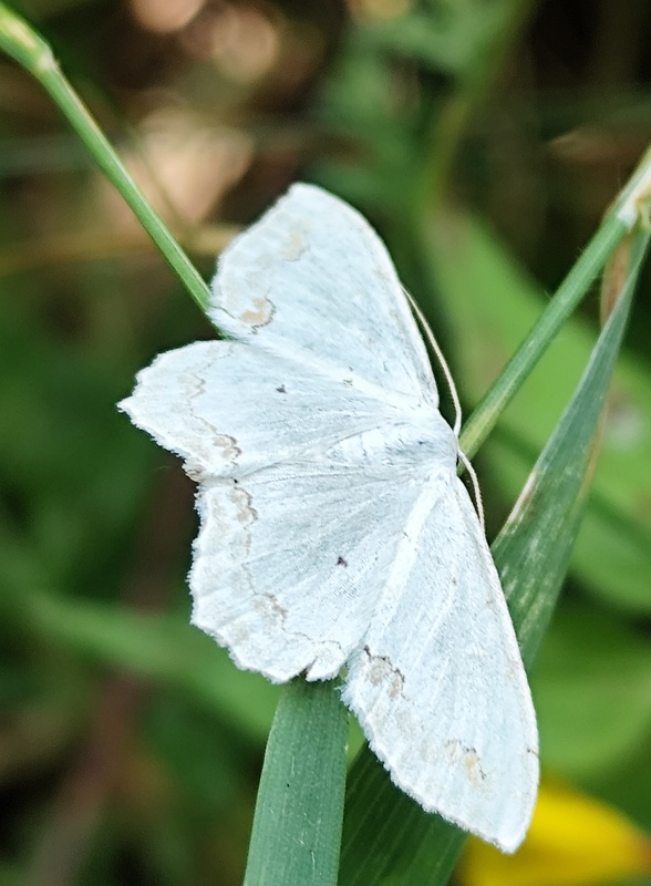 piadica okrášlená  Scopula ornata