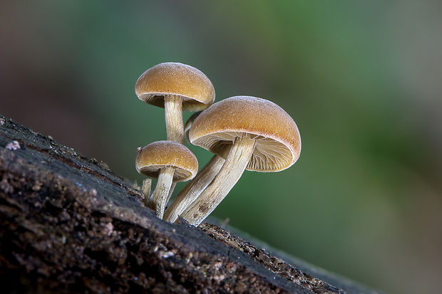 smeťovička veľká Simocybe sumptuosa (P.D. Orton) Singer