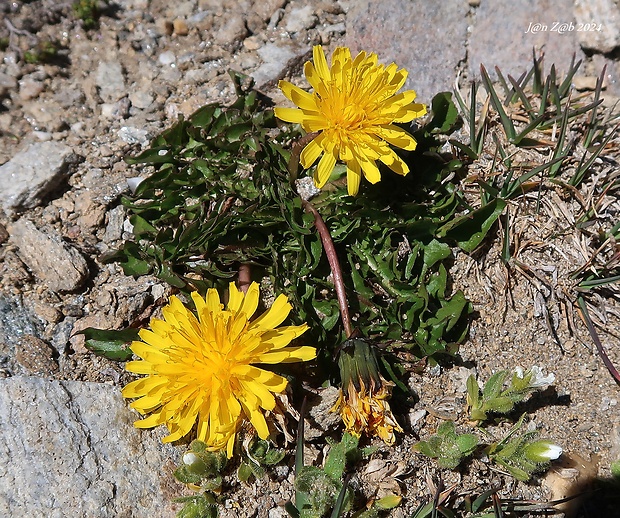 púpava Taraxacum sect. Alpina Haglund