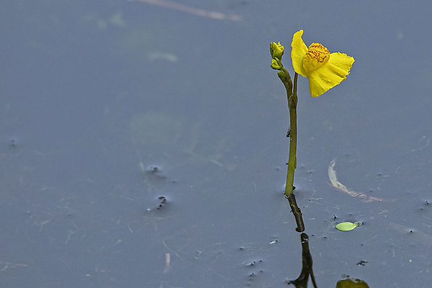 bublinatka nebadaná Utricularia australis R. Br.