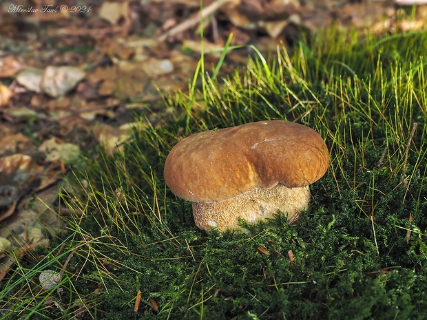 hríb dubový Boletus reticulatus Schaeff.