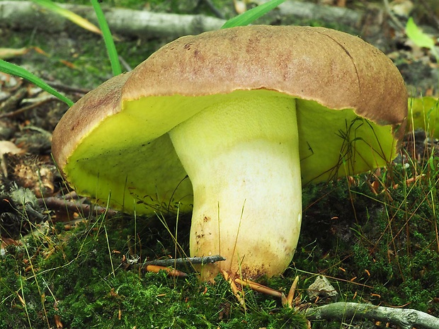 hríb príveskatý Butyriboletus appendiculatus (Schaeff. ex Fr.) Secr.