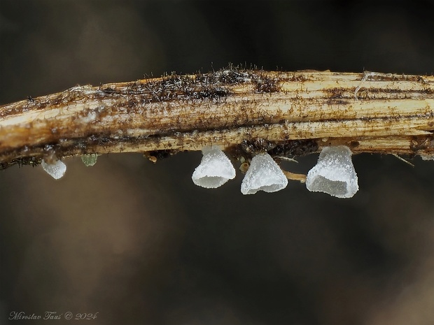 škľabôčka žihľavová Calyptella capula (Holmsk.) Quél.