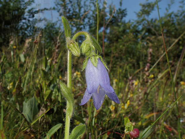 zvonček bradatý Campanula barbata L.