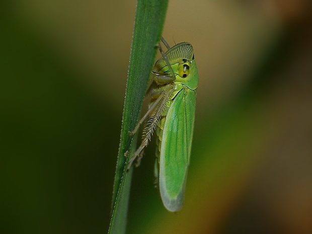 cikádka zelená Cicadella viridis