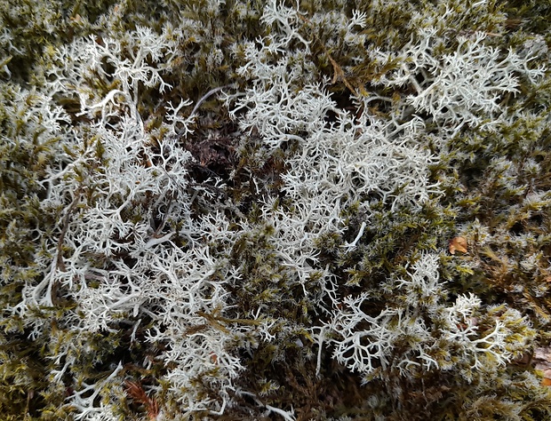 dutohlávka sobia Cladonia rangiferina (L.) Weber ex Wigg.