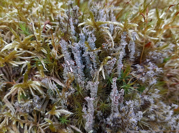 dutohlávka šupinkatá Cladonia squamosa var. squamosa (Scop.) Hoffm.