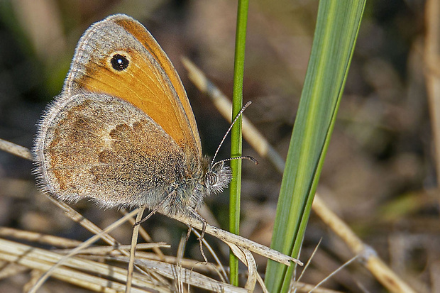 očkáň pohánkový Coenonympha pamphilus