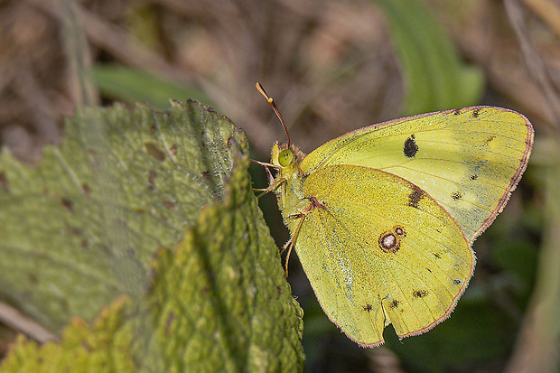 žltáčik podkovkový  Colias alfacariensis